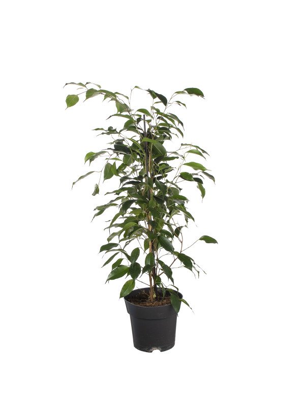 Фикус Бенджамина Даниэль