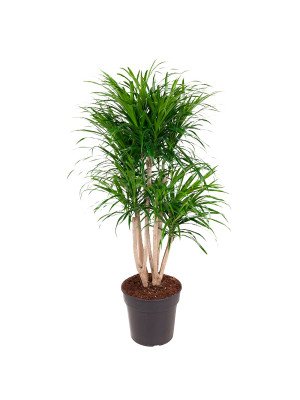 Драцена Анита Разветвленная Драцена Анита Разветвленная