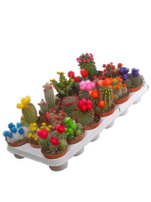 Кактус с сухоцветами Кактус с сухоцветами