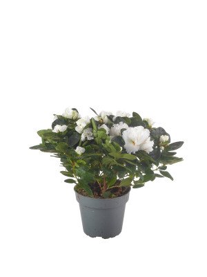 Азалия Хельмут Фогель