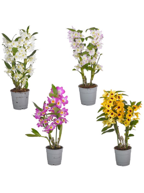 Орхидея Дендробиум микс 2 Цв Орхидея Дендробиум микс 2 Цв