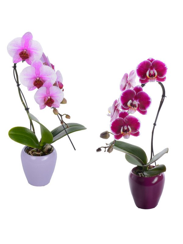 Орхидея Фаленопсис Сван 1 Цв Орхидея Фаленопсис Сван 1 Цв