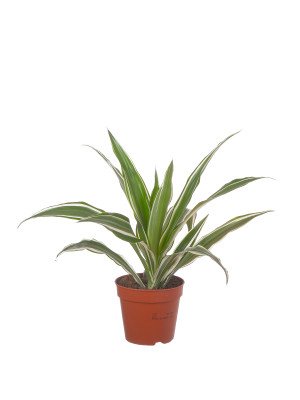 Драцена Уайт Страйп