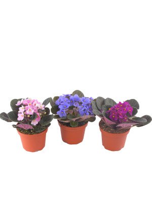 Фиалка микс Фиалка микс