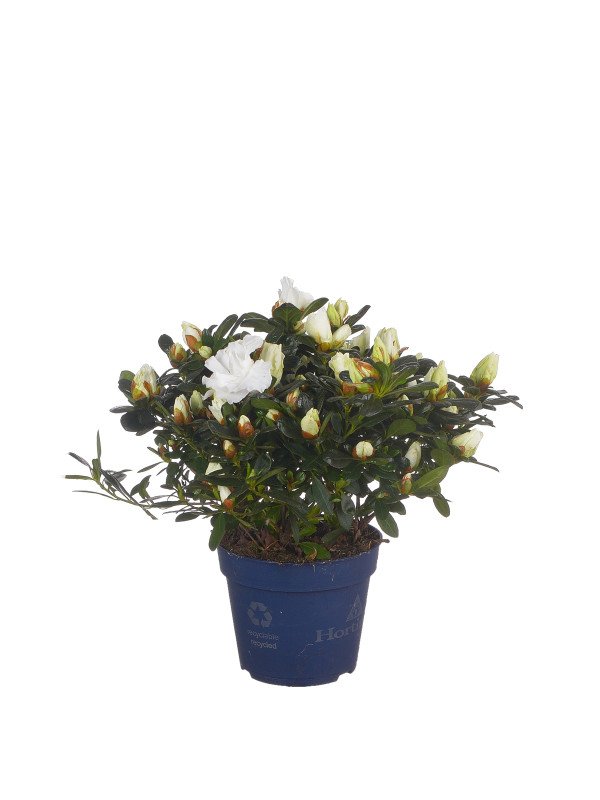 Азалия Симса ‘Хортинно’ микс