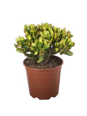 Крассула Хорн Трэ