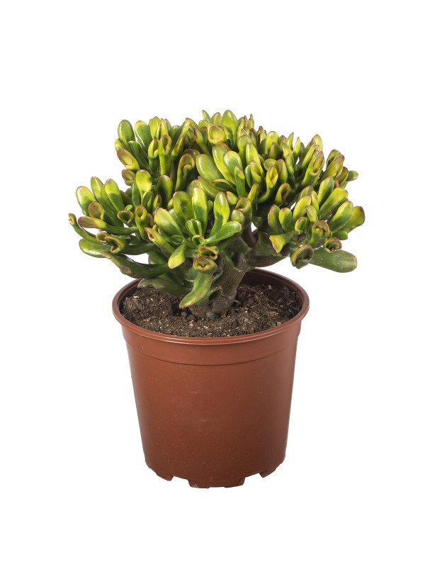 Крассула Хорн Трэ