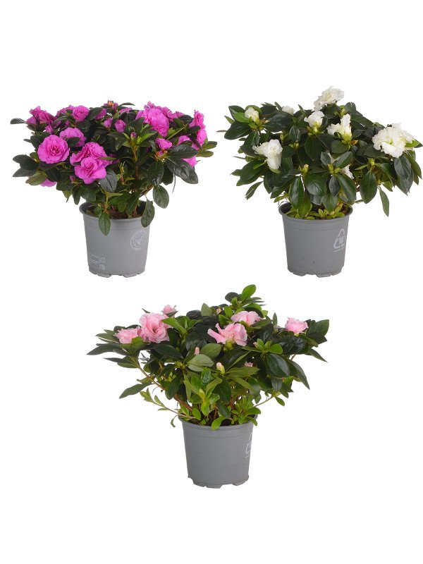 Азалия Эйко Азалия Эйко