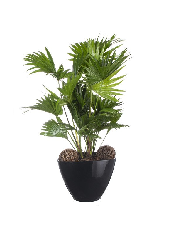 Ливистона Ротундифолия Ливистона Ротундифолия