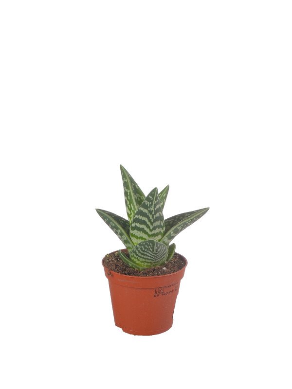 Алоэ Вариегата