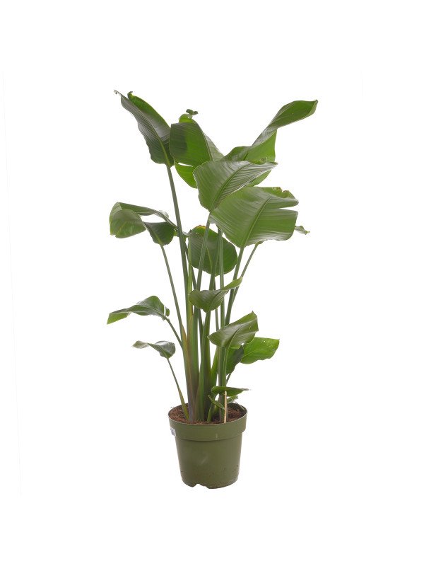 Стрелиция Николай Стрелиция Николай