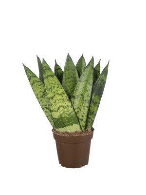 Сансевиерия Зейланика Фан