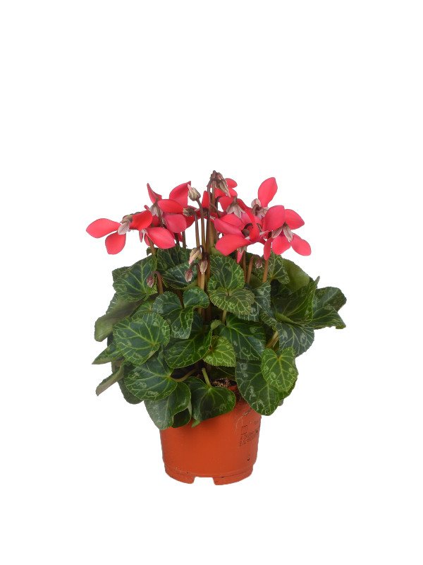 Цикламен Джикс Дарк Ред Цикламен Джикс Дарк Ред