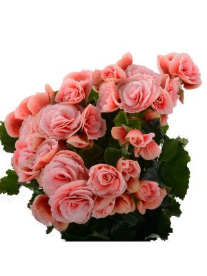 Бегония ‘Бориас’