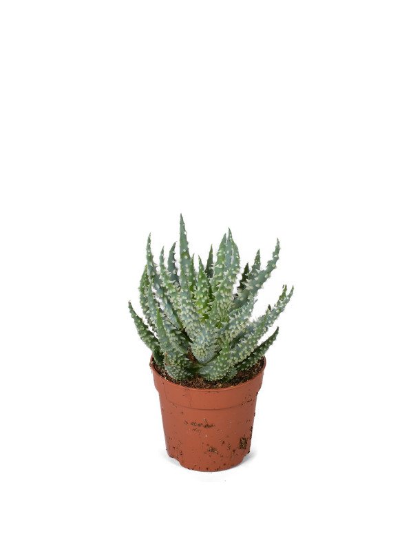 Алоэ приземистое