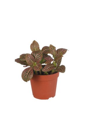 Фиттония ‘Ред Энджел’ Фиттония ‘Ред Энджел’