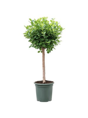 Фикус Моклэйм штамб