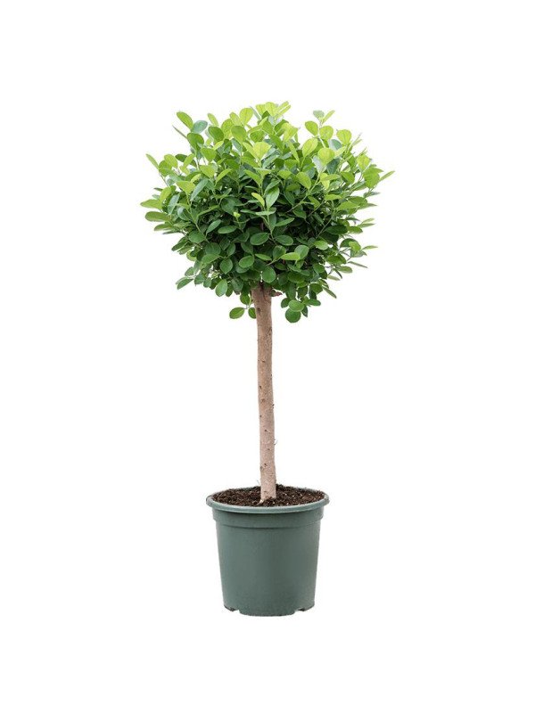 Фикус Моклэйм штамб