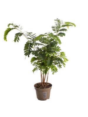 Тамаринд Индика