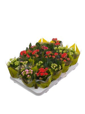 Каланхое Махровое