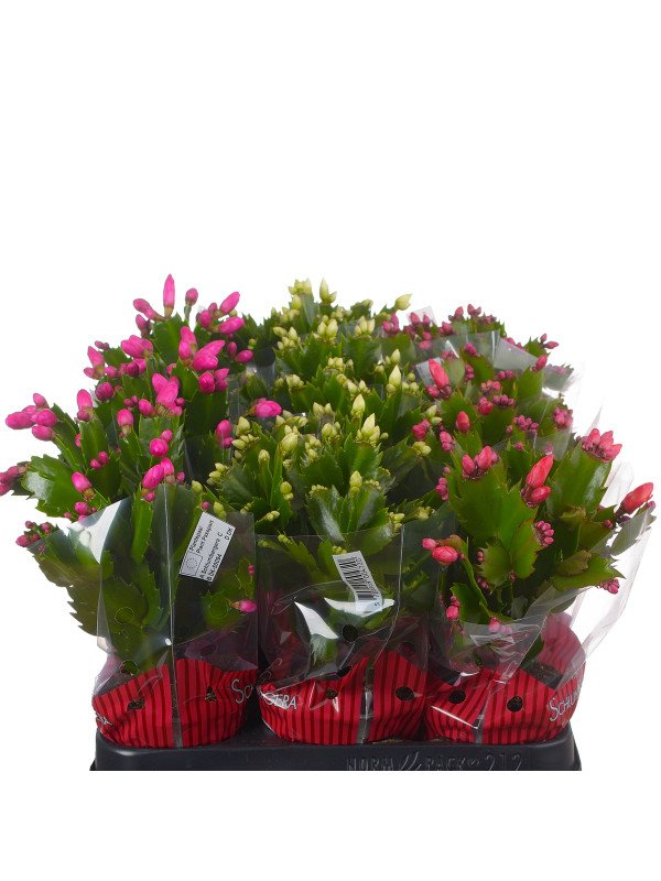 Шлюмбергера микс