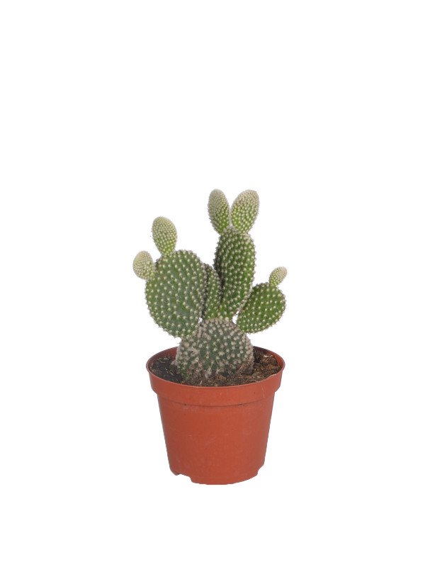 Опунция ‘Альбиспина’ Опунция ‘Альбиспина’