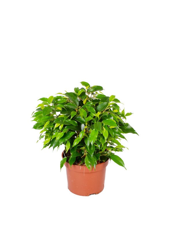 Фикус Бенджамина Грин Кинки