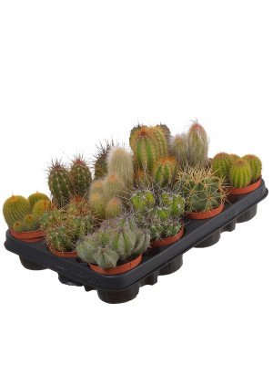 Кактус Канариенс микс Кактус Канариенс микс