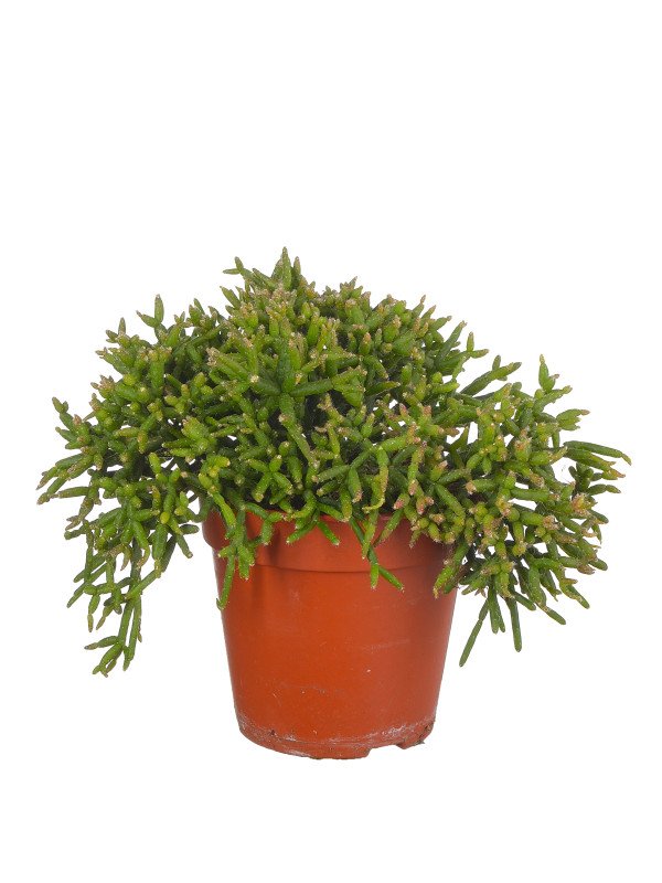 Рипсалис Бурчелли