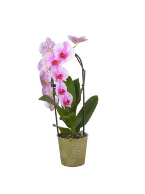 Орхидея Фаленопсис Каскад микс 1 Цв