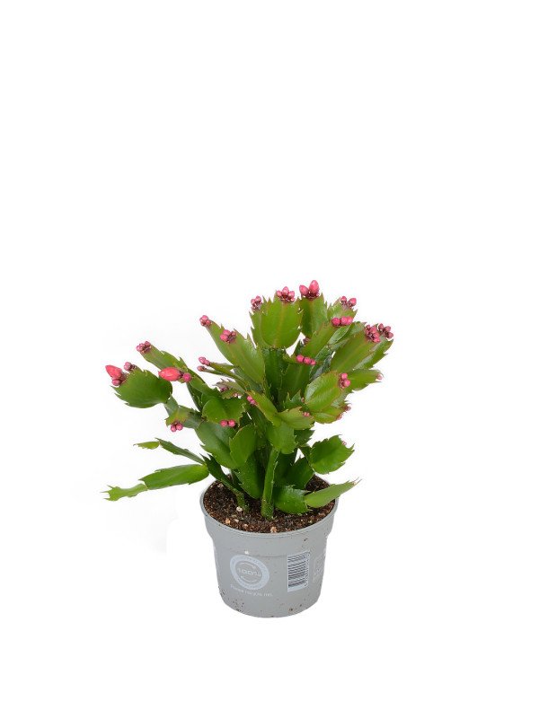 Шлюмбергера Ред Шлюмбергера Ред