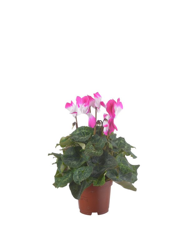 Цикламен Индика Цикламен Индика