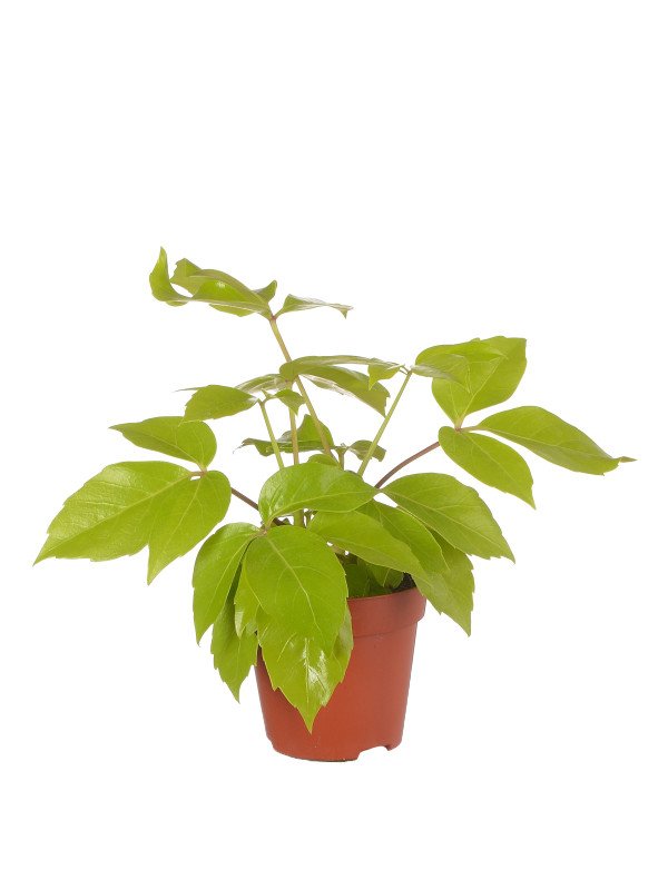 Шеффлера Голден Амате