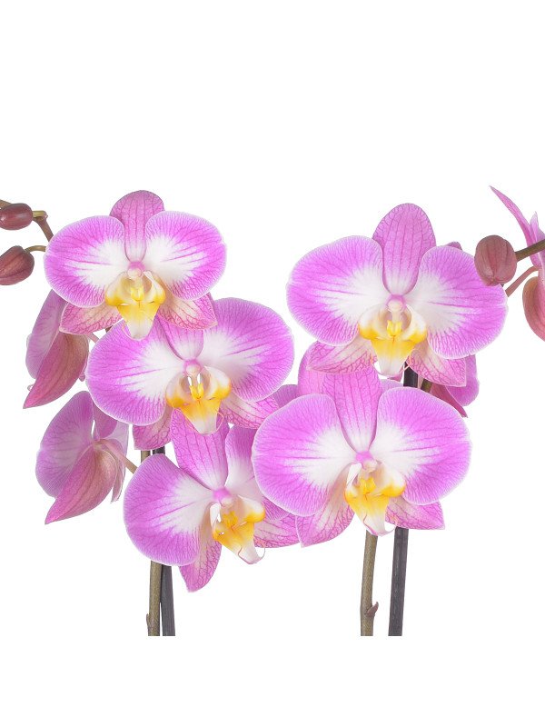 Фаленопсис ‘Сплит Роз’ 2 цветоноса Фаленопсис ‘Сплит Роз’ 2 цветоноса