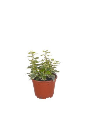 Хедера ‘Уайт Уондер’