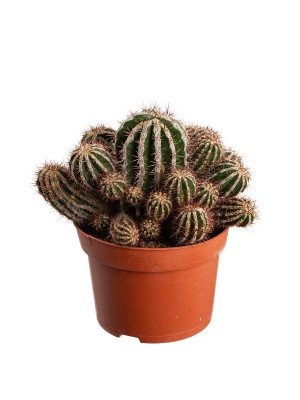 Кактус Хаку Джо Мару Кактус Хаку Джо Мару