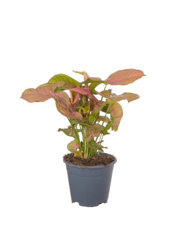 Сингониум Ред Херт