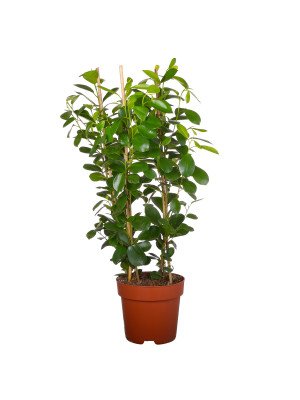 Фикус Моклэйм Фикус Моклэйм