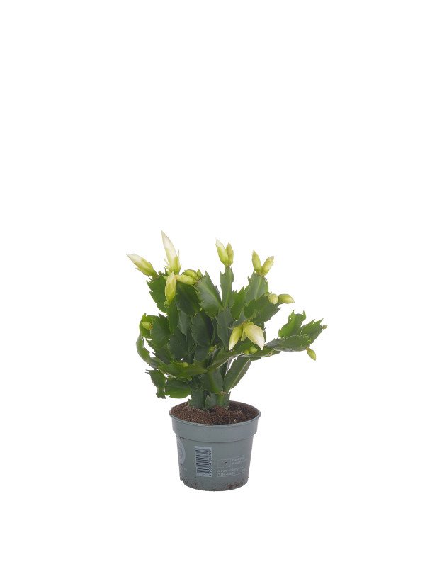 Шлюмбергера Уайт Шлюмбергера Уайт