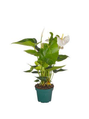 Антуриум ‘Замора’