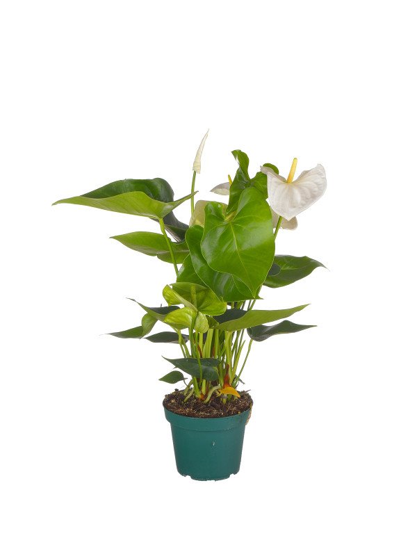 Антуриум ‘Замора’