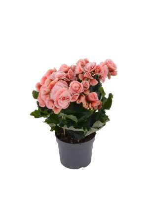 Бегония ‘Бориас’