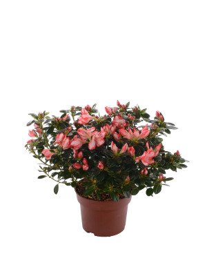 Азалия Сашенштерн Азалия Сашенштерн