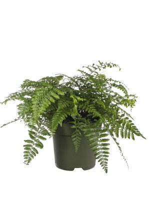 Асплениум Парвати