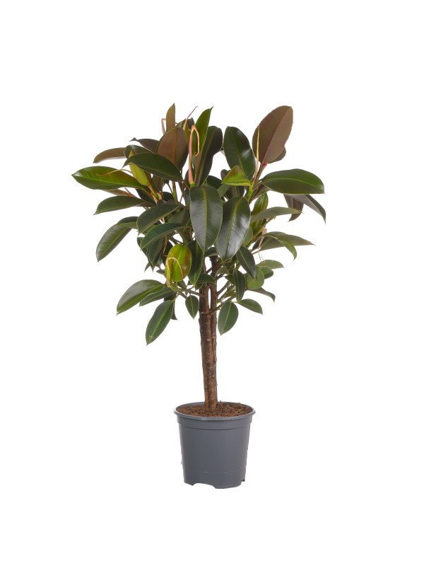 Фикус ‘Мелани’ штамб