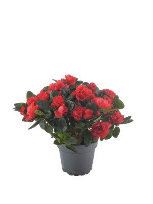 Азалия Хельмут Фогель