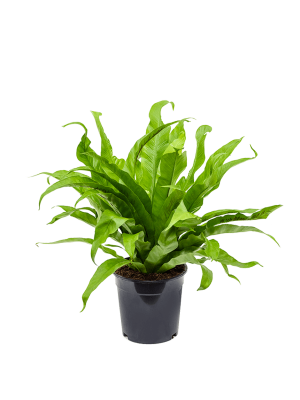 Асплениум Антикум