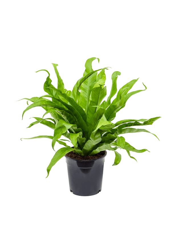 Асплениум Антикум