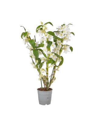 Орхидея Дендробиум Аполлон 3 Цв