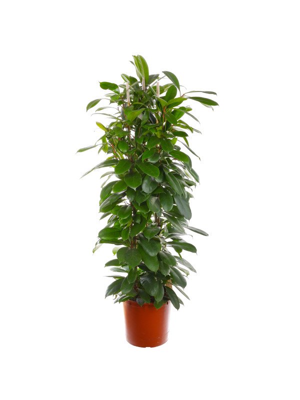 Фикус Сиафистипула